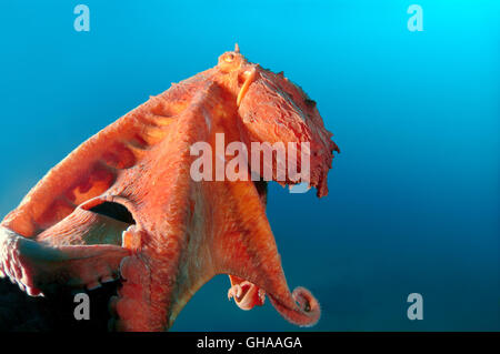 La pieuvre géante du Pacifique Nord, du Pacifique ou pieuvre géante (Enteroctopus dofleini) Océan Pacifique Nord Banque D'Images