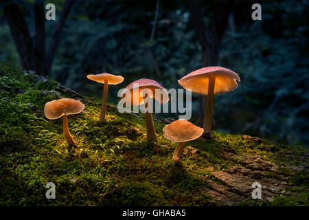 Les champignons en forêt avec la lumière qui brille sur eux Banque D'Images