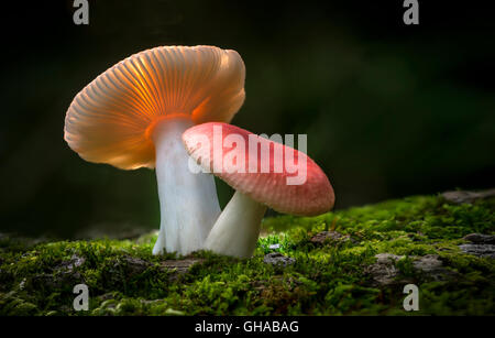 Deux champignons sur sol forestier avec Moss Banque D'Images