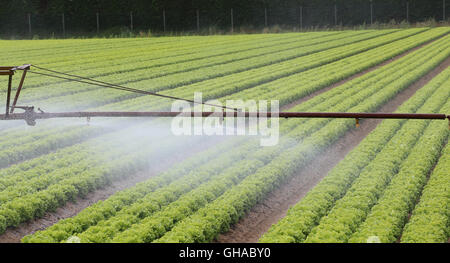 Système d'irrigation automatique d'un champ cultivé de laitue verte en été Banque D'Images