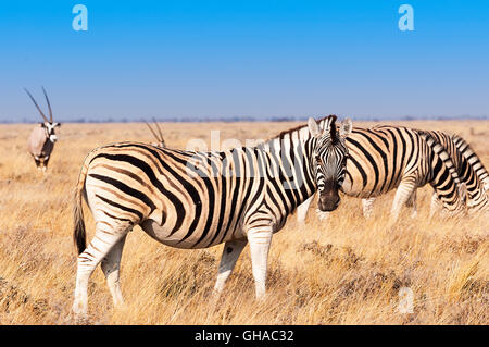 Groupe des zèbres et des oryx dans le Parc National d'Etosha en Namibie, Concept pour le voyage en Afrique et Safari Banque D'Images