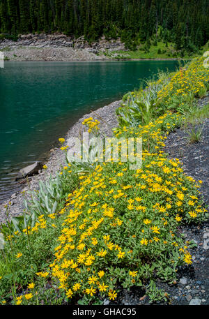 Or, Aster nain Heterotheca pumilia Asteraceae aster ; ; ; fleurs ; Emerald Lake près de Schofield passe ; Gunnison, Colorado NF