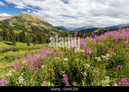 ; Épilobe Epilobium angustifolium ; Chamerion angustifolium ; voir au sud de Slate River Road en direction de Crested Butte Mountain Banque D'Images