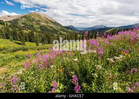 ; Épilobe Epilobium angustifolium ; Chamerion angustifolium ; voir au sud de Slate River Road en direction de Crested Butte Mountain Banque D'Images