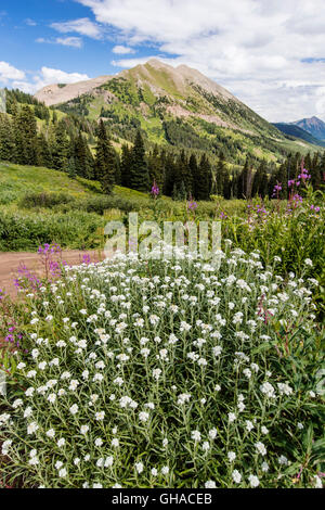 Pearly Everlasting ; Strawflower ; tabac indien ; Aster ; Asteraceae ; voir au sud vers la montagne Gothique & Crested Butte Mountain Banque D'Images