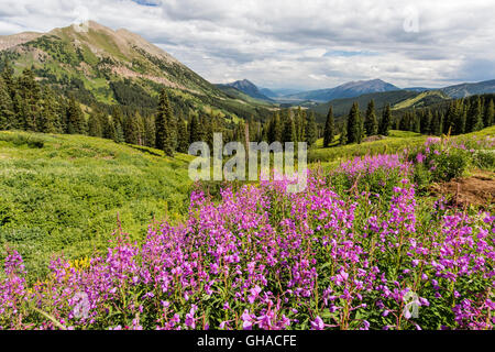 ; Épilobe Epilobium angustifolium ; Chamerion angustifolium ; voir au sud de Slate River Road en direction de Crested Butte Mountain Banque D'Images