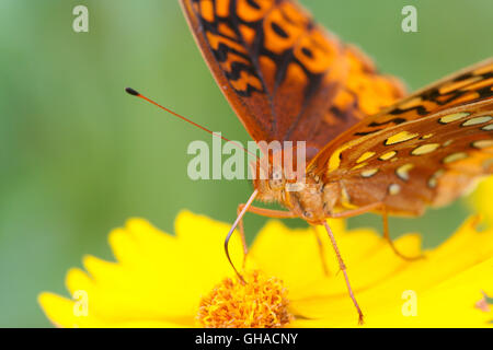 Un gros plan d'un grand Spangled Fritillary butterfly (Speyeria cybele) tickseed de nectar sur la fleur (Coreopsis sp.), Indiana, United States Banque D'Images