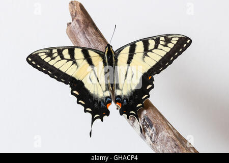 Un tigre de l'Est mâles fraîchement émergées Swallowtail Butterfly (Papilio glaucus) reposant sur un morceau de bois flotté, Indiana, USA Banque D'Images