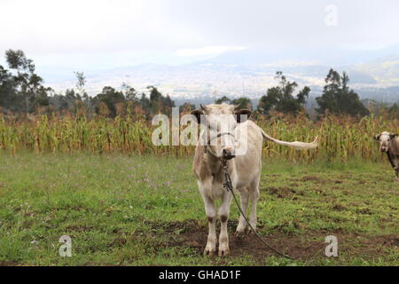 Une vache se trouve dans un champ de maïs dans une ferme à San Clemente Banque D'Images