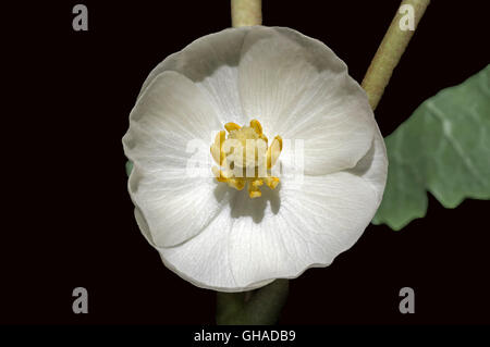 La pomme de fleur sur fond sombre. La pomme ou podophyllum est une plante herbacée vivace de la famille des Berberidaceae. Banque D'Images