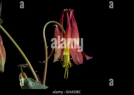 Ancolie rouge est une plante herbacée vivace originaire de l'autre et les pentes rocheuses de l'Est de l'Amérique du Nord. Banque D'Images