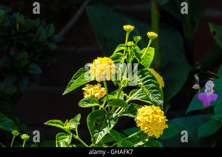 Lantana jaune si heureux de plus en plein soleil Banque D'Images