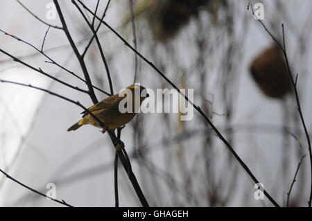 Oiseaux prise à la Volière nationale dans la région de Pittsburgh PA Août 2016 Banque D'Images