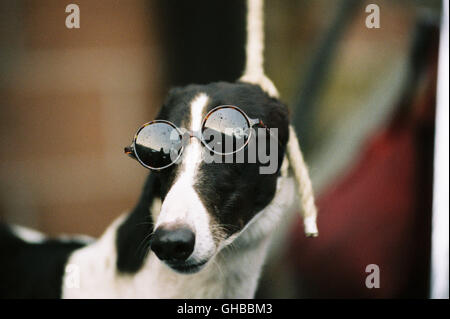 Le miel USA 2005 John Schultz Greyhound avec lunettes de soleil Regie : John Schultz Banque D'Images