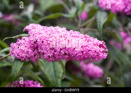 Buddleja x pikei 'Pink Delight'. Buddlehia fleur. Banque D'Images