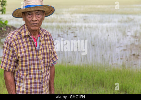 Le riz thaïlandais Senior farmer en face de riz rizière vous regarde-moi l'appareil photo Banque D'Images