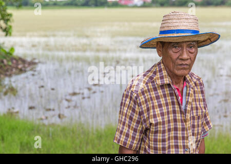 Personnes âgées du riz Thaï farmer portant un chapeau et regardant en bas avec une rizière en arrière-plan Banque D'Images