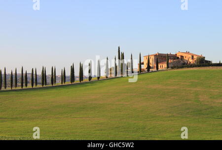 Paysage de Toscane avec des olivaies et villa de luxe Banque D'Images