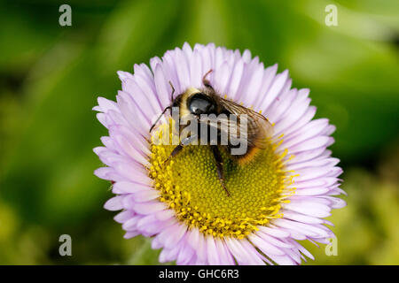 Buff-tailed Bumblebee Bombus terrestris adulte sur une mer de fleurs Daisy Banque D'Images