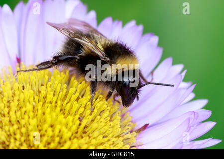 Jardin Bumblebee Bombus hortorum sur station Daisy flower Banque D'Images
