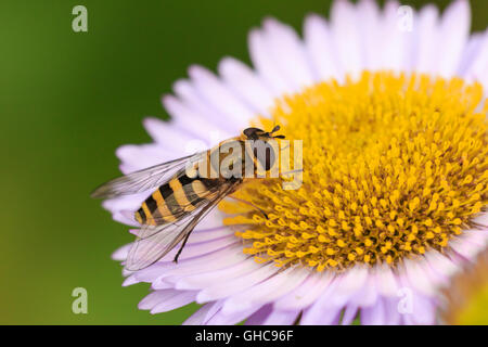 Hoverfly Episyrphus balteatus confiture fleur d'adultes Banque D'Images