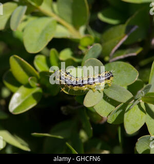 Fort de Caterpillar (Cydalima perspectalis arbre) sur le buis (Buxus sempervirens) Banque D'Images