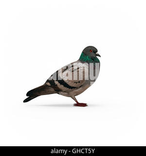 Vue côté Pigeon rendu 3D isolé sur fond blanc Banque D'Images