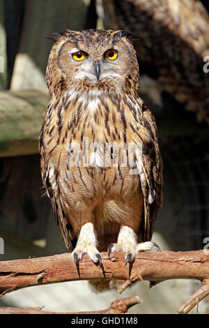 Une Cape-eagle owl (Bubo capensis) au monde des oiseaux à Hout Bay, Cape Town, Afrique du Sud. Banque D'Images