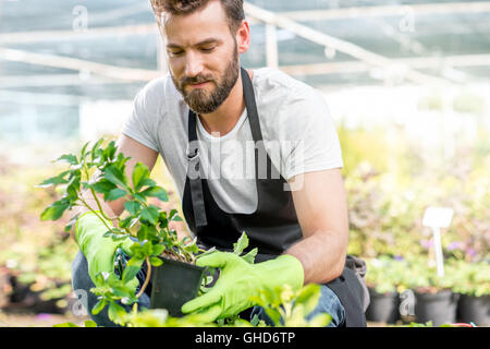 Avec un jardinier plantes vertes dans le foyer Banque D'Images