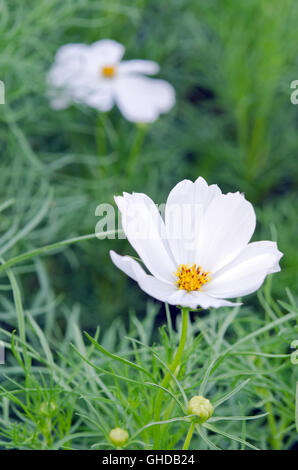 Fleur de cosmos blanc (également appelé comme l'aiguille d'espagnol, de fleurs Cosmos sulphureus Cav. Bidens bipinnata L., C. Sulphureus, flux papier Banque D'Images