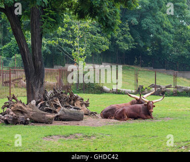 Ankole-Watusi au zoo Banque D'Images