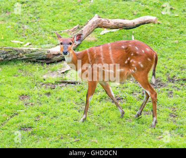 Western Sitatunga mange de l'herbe Banque D'Images