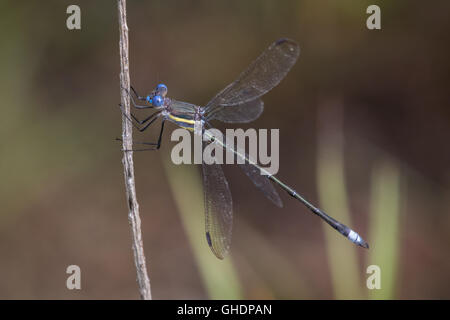 Un homme grand, Archilestes Spreadwing grandis, perché sur un territoire Banque D'Images