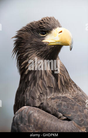 L'aigle de mer de Steller Haliaeetus pelagicus Banque D'Images