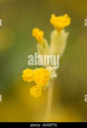 Coucou bleu Primula veris UK Banque D'Images