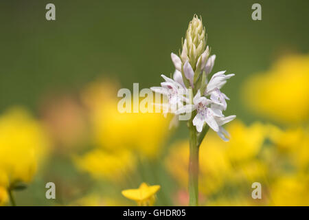 Orchidée tachetée commun Dactylohiza Fuchsii UK Banque D'Images