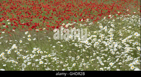 Papaver rhoeas coquelicot rouge UK Banque D'Images