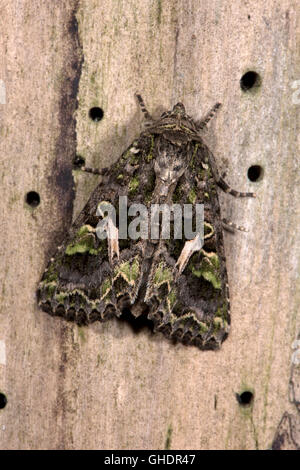 Arroches Espèce trachée atriplicis UK Banque D'Images