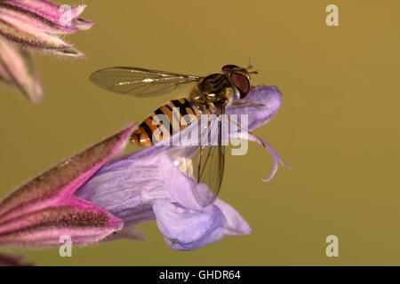 Hoverfly Episyrphus balteatus UK Marmelade Banque D'Images