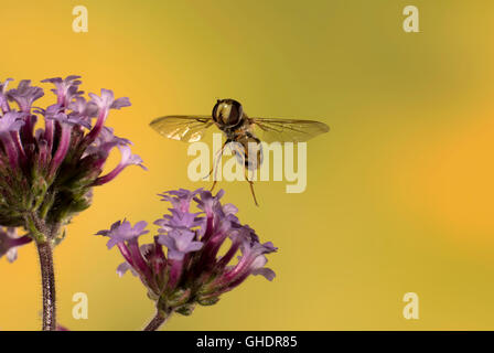 Hoverfly Syrphus ribesii flying Banque D'Images