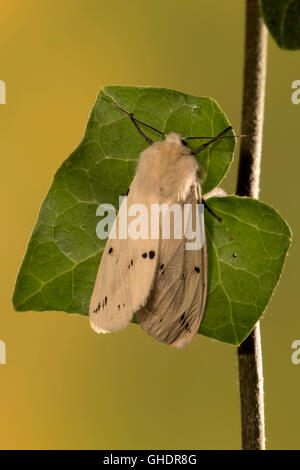 Spilosoma lubricipeda hyponomeute du pommier blanc Banque D'Images
