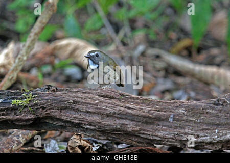 Un blanc-gorgeted (monileger Anthipes Moucherolle leucops) sur un petit journal dans la forêt thaïlandaise Banque D'Images