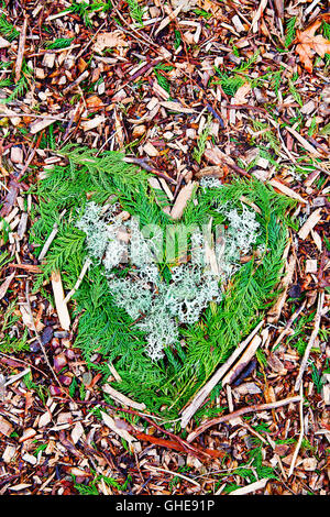 En forme de coeur sur l'écorce des arcs evergreen bed. Banque D'Images