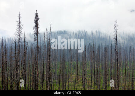 Pins tordus carbonisé brûlé par un feu de forêt, parc national de Kootenay en Colombie-Britannique, Canadian Rockies, Canada Banque D'Images