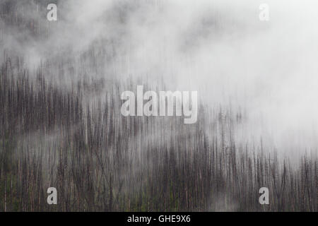 Pins tordus carbonisé brûlé par un feu de forêt, parc national de Kootenay en Colombie-Britannique, Canadian Rockies, Canada Banque D'Images