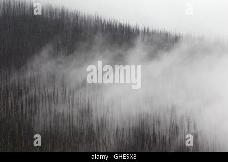 Pins tordus carbonisé brûlé par un feu de forêt, parc national de Kootenay en Colombie-Britannique, Canadian Rockies, Canada Banque D'Images