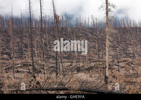 Les troncs calcinés brûlé par un feu de forêt, Jasper National Park, Alberta, Canada Banque D'Images