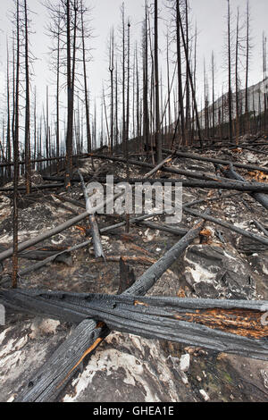 Les troncs calcinés et de terre brûlée brûlé par un feu de forêt, Jasper National Park, Alberta, Canada Banque D'Images