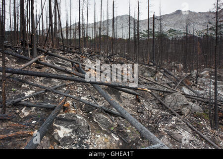 Les troncs calcinés et de terre brûlée brûlé par un feu de forêt, Jasper National Park, Alberta, Canada Banque D'Images