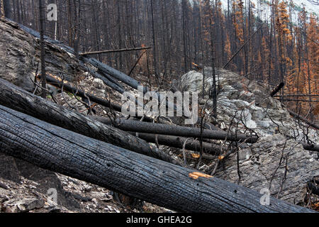 Les troncs calcinés brûlé par un feu de forêt, Jasper National Park, Alberta, Canada Banque D'Images